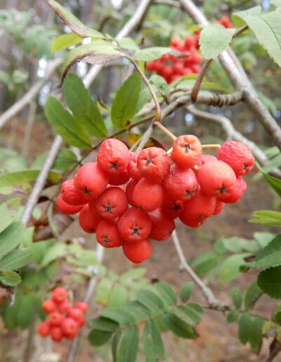 Kraeuterkunde zum Thema Vogelbeeren