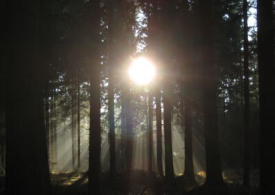 Mystische Sonne im Wald