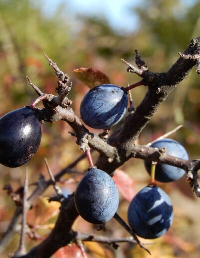 Kraeuterexpertin Gerda Holzmann teilt ihr Kraeuterwissen und zeigt die die Schlehenbeeren.