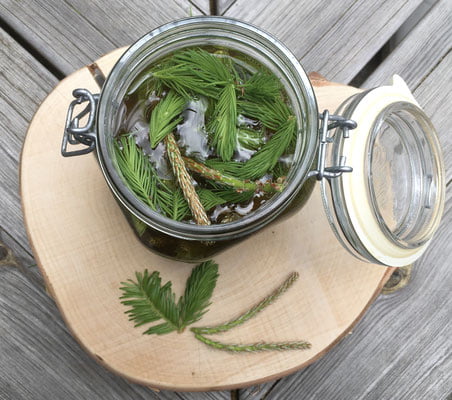 Zu sehen ist der Ansatz vom Wipferlsauerhonig, nach einem Hausmittel von Wildkraeuterguide Gerda Holzmann.