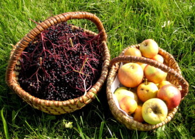 Zu sehen sind zwei Koerbe, gefuellt mit Holunderbeeren und Aepfeln, welche von Wildkraeuterexpertin Gerda Holzmann zu Holundermus weiterverarbeitet werden.