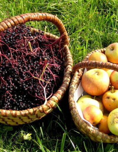 Zu sehen sind zwei Koerbe, gefuellt mit Holunderbeeren und Aepfeln, welche von Wildkraeuterexpertin Gerda Holzmann zu Holundermus weiterverarbeitet werden.