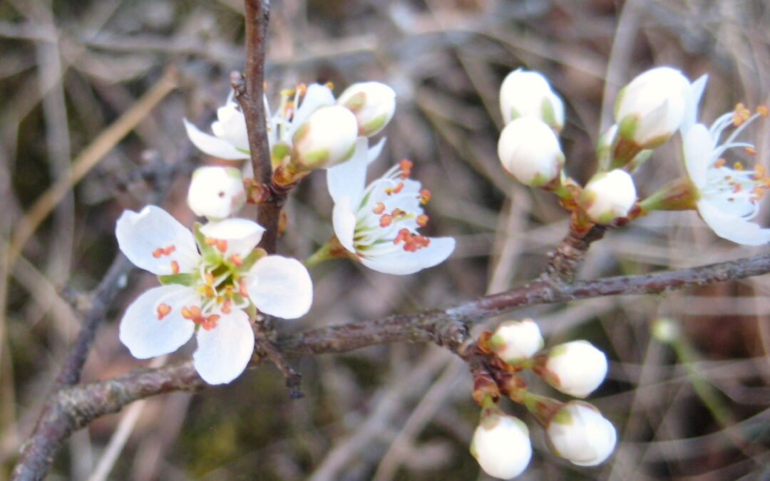 Natur Retreat im Jahreskreis: Frühlingserwachen