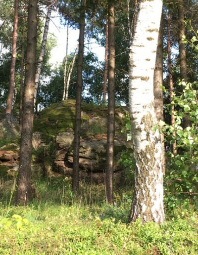 Das Foto zeigt einen Birkenstamm im Wald, fotografiert von Biologin und Wildkraeuterexpertin Gerda Holzmann von Gruenkraft im Waldviertel.