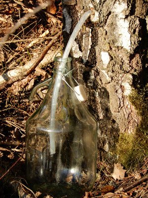 Ackerstiefmuetterchen_Blaetter