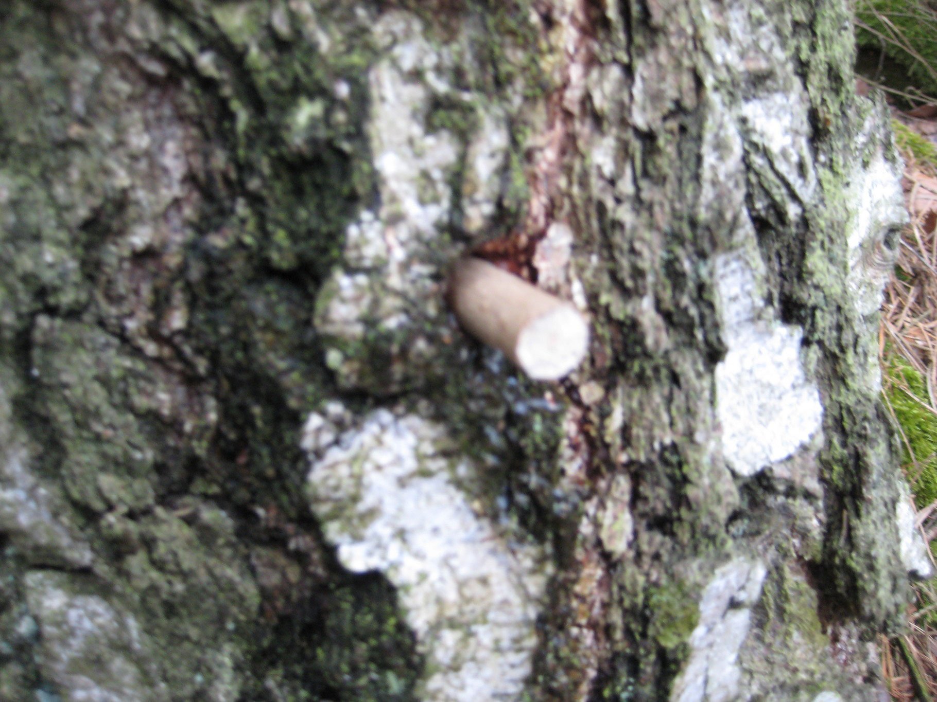 Birkenstamm_verschlossen