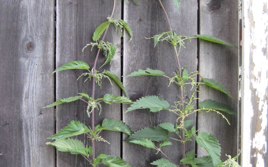 8 Gründe für mehr Brennnessel im Garten