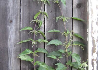 Auf dem Bild ist eine Brennnesselpflanze vor einer Holzwand zu sehen. Fotografiert wurde sie von Biologin und Wildkraeuterexpertin Gerda Holzmann im Waldviertel
