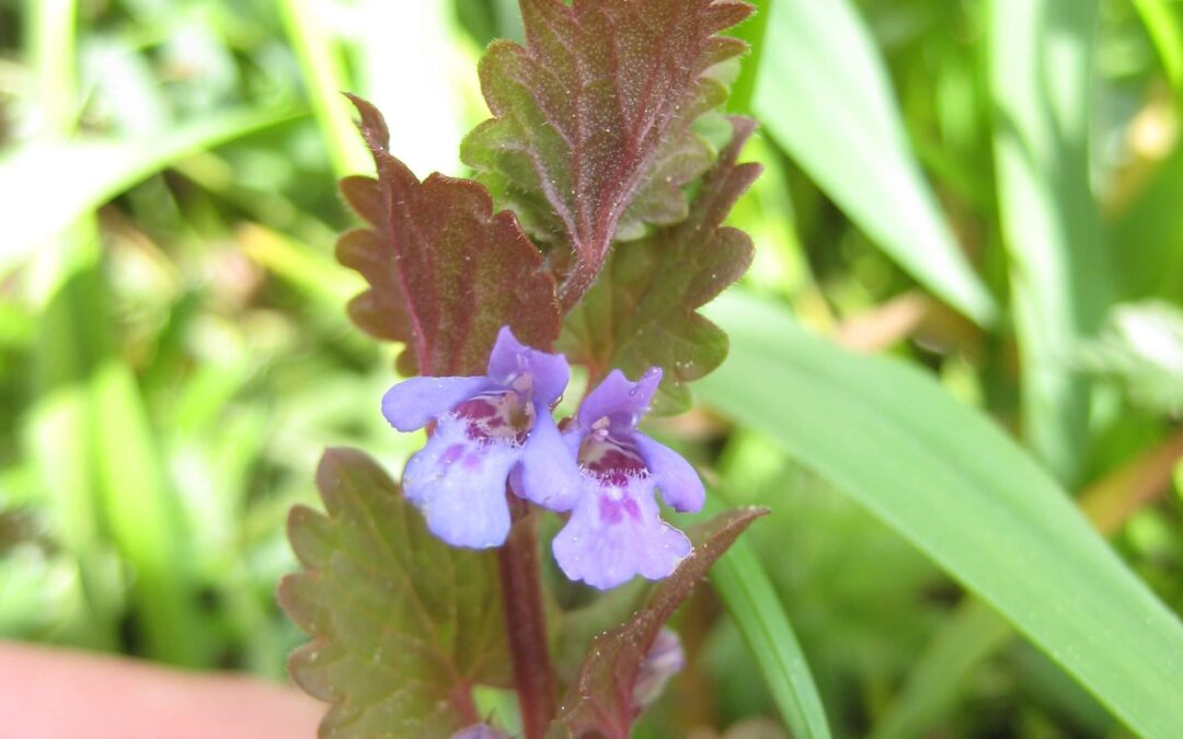 Unkraut essen – Wildkräuterpower aus deinem Garten