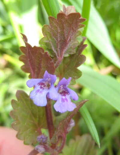 Auf dem Bild ist die violette Blüte einer Gundelrebe zu sehen. Fotografiert wurde sie von Biologin und Wildkraeuterexpertin Gerda Holzmann von Gruenkraft im Waldviertel. Gerda erklaert dir, wie wilde Fruehlingskraeuter deine Gesundheit staerken koennen.