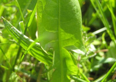 Ein Loewenzahnblatt, fotografiert von Biologin und Wildkraeuterexpertin Gerda Holzmann von Gruenkraft im Waldviertel.