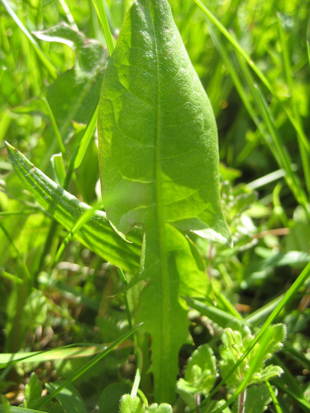 Loewenzahnblatt