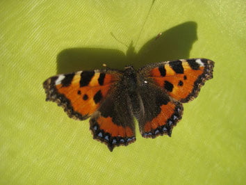Schmetterling