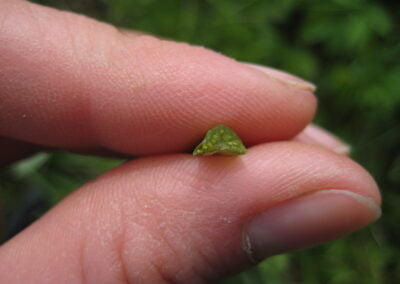 Auf dem Foto sieht man den im Querschnitt dreieckigen Staengel des Giersch, fotografiert von Biologin und Wildkraeuterexpertin Gerda Holzmann von Gruenkraft im Waldviertel.