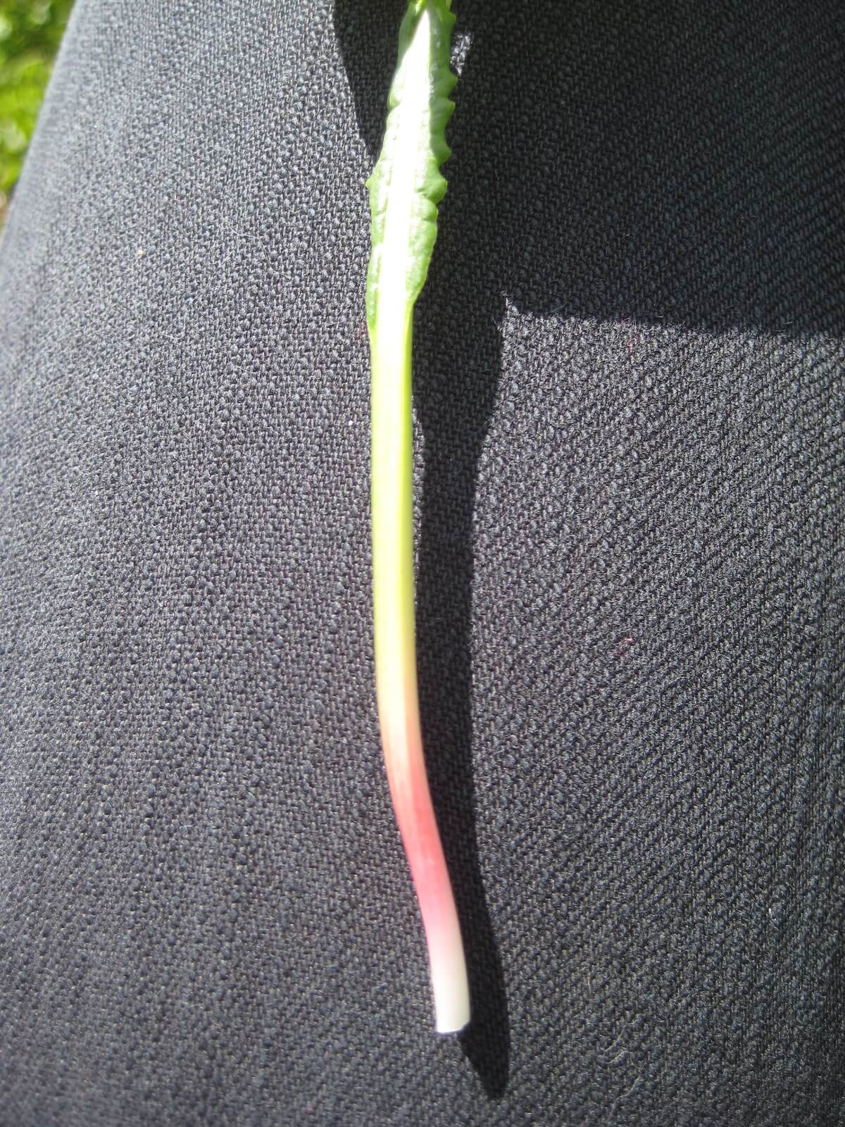 Staengel_Wiesenknoeterich
