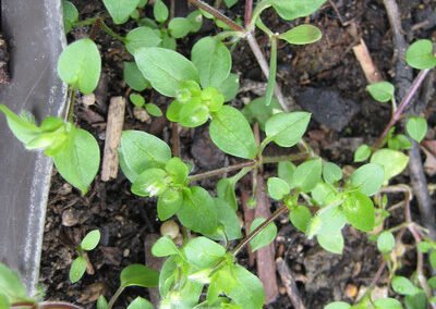 Auf dem BIld ist eine Vogelmiere zu sehen, fotografiert von Biologin und Wildkraeuterexpertin Gerda Holzmann im Waldviertel.