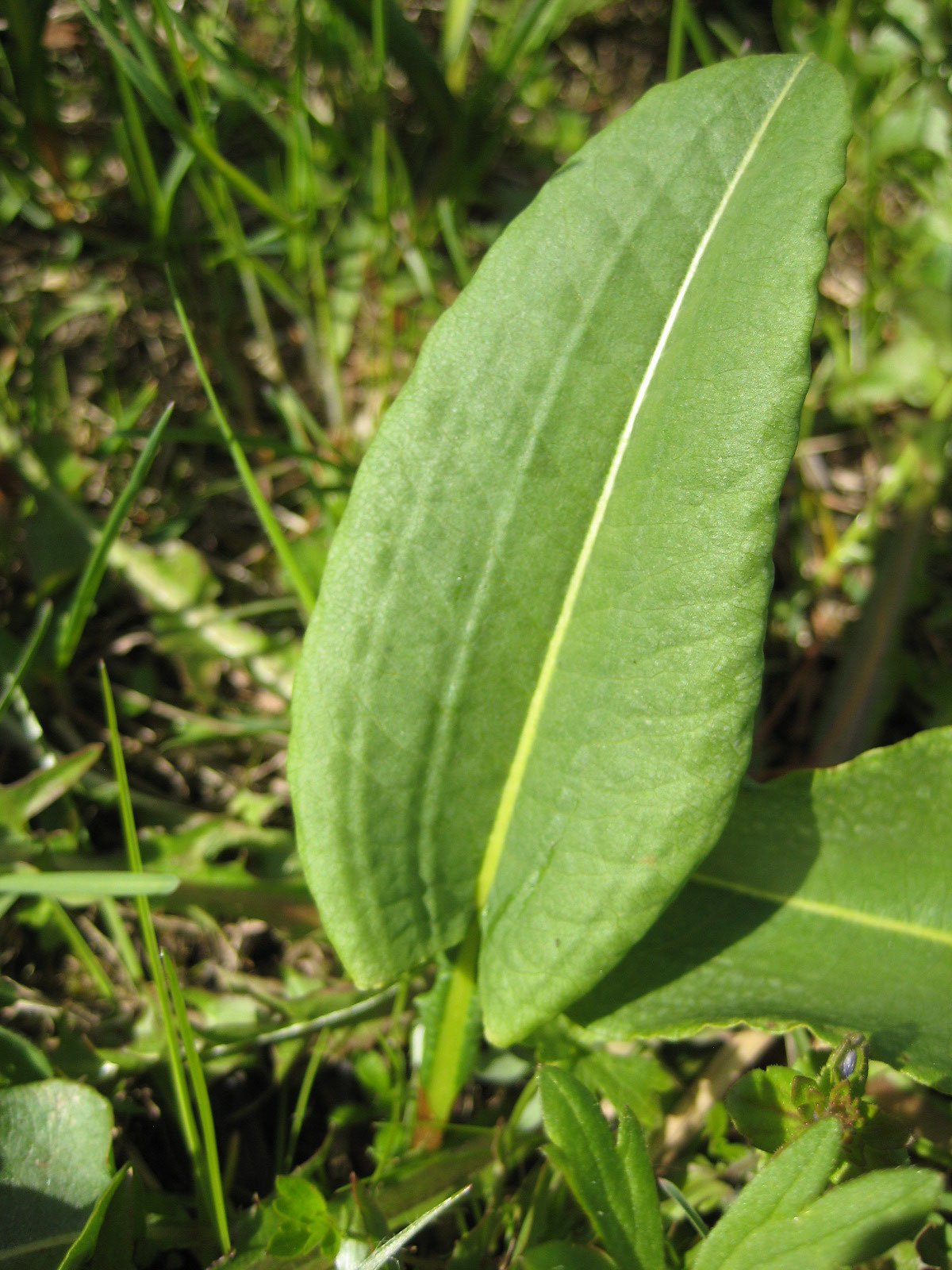 Wildknoeterich