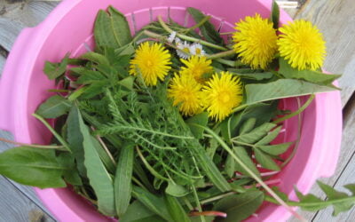 Die Rückkehr zum Selbermachen: Kräuterwissen für mehr Unabhängigkeit