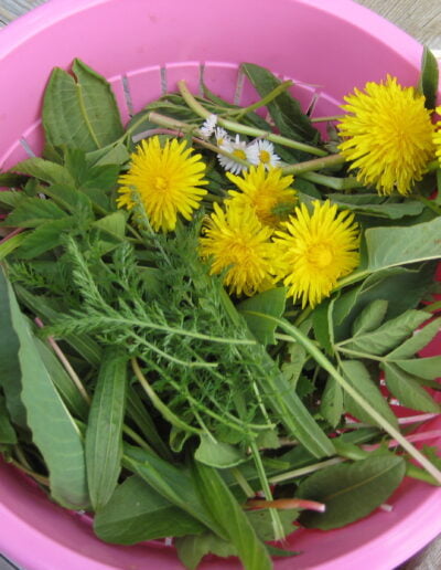 Wildkraeuterexpertin Gerda Holzmann von Gruenkraft im Waldviertel zeigt dir, wie du einen Wildkraeuter Karottensalat zubereitest. Auf dem Foto sieht man gesammelte Wildkraeuter in einer Schuessel. u.a. Loewenzahn, Schafgarbe, Wiesenknoeterich, Giersch