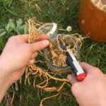 Holunderwurzel Sauerhonig schneiden