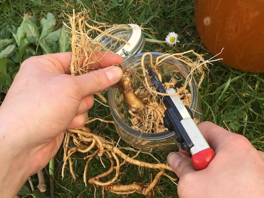 Wild-Kräuterwanderung Wildfrüchte & Wurzeln
