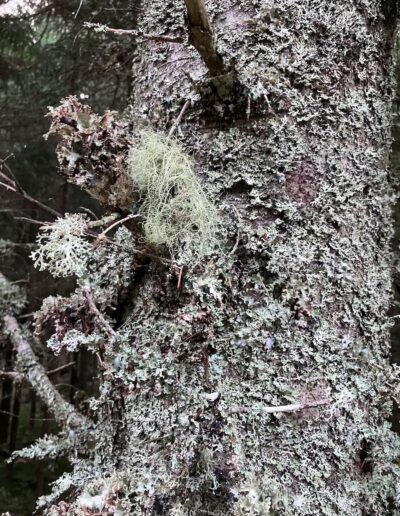 GruenKraft Gerda Holzmann Flechten Baum