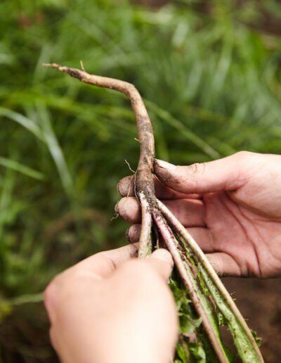 GruenKraft Gerda Holzmann Loewenzahn Wurzel