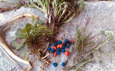 Kräuterbitter aus Wildkräutern selber machen