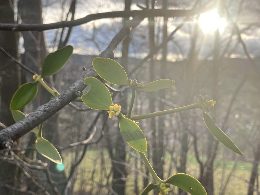 Die Mistel, eine Pflanze mit magischen Kräften