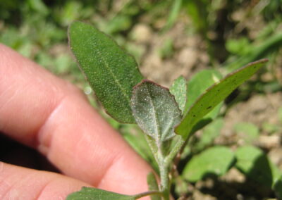 Kräuterexpertin Gerda Holzmann hält eine junge Pflanze des Weißen Gänsefuß