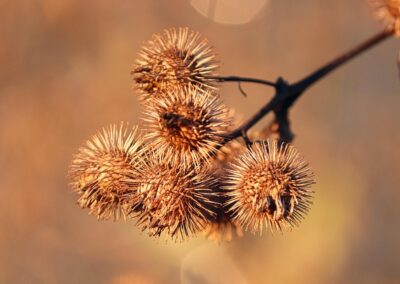 Reife Samenstände der Großen Klette