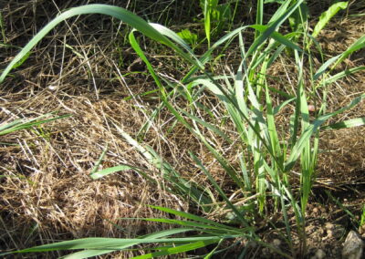 Die Halme der Quecke in einem Gartenbeet