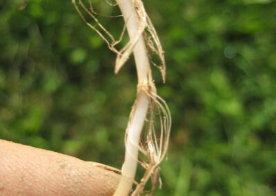 Gerda Holzmann, Wildkräuterguide und Biologin, hält eine Queckenwurzel in die Kamera, ihre Finger sind voller Erde
