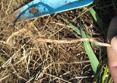 Kräuterfrau Gerda Holzmann hält eine frisch gegrabene Queckenwurzel in die Kamera