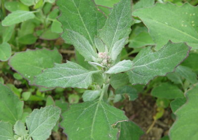 Junge Pflanzen des Weißen Gänsefuß vor der Blüte