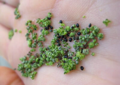 Kräuterfrau Gerda Holzmann hält selbst gesammelte Gänsefuß Samen in ihrer Handfläche.