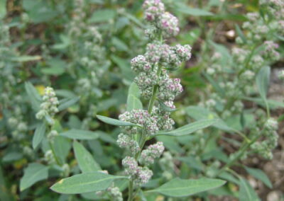 Weißer Gänsefuß mit kugeligen Fruchtständen im wilden Garten von Kräuterfrau Gerda Holzmann